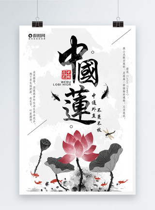 巨型睡莲荷花中国莲海报模板