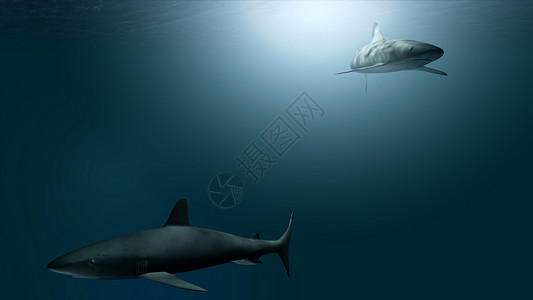 海底鲨鱼背景图片