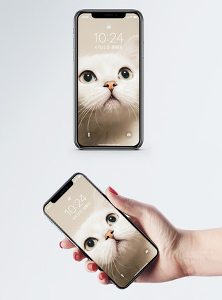 素材萌猫好奇猫咪手机壁纸模板