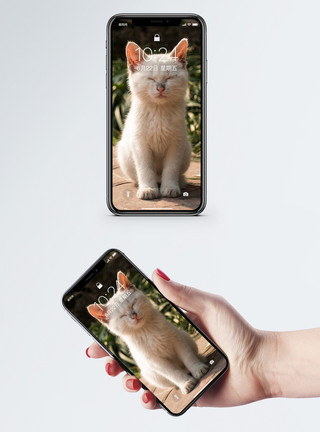 小奶猫图片免费下载阳光下的白猫手机壁纸模板