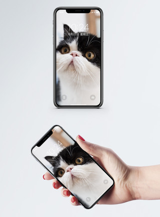 大眼睛的猫加菲猫手机壁纸模板
