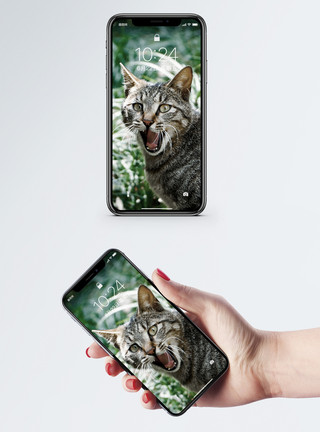 猫看前面生气的猫手机壁纸模板