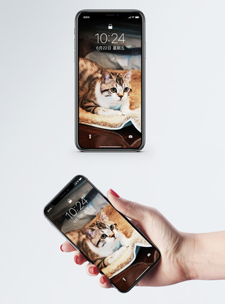 漂亮的猫图片免费下载卧着的猫手机壁纸模板