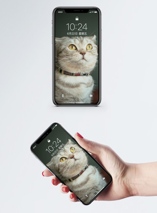 小奶猫图片免费下载仰着头的猫手机壁纸模板