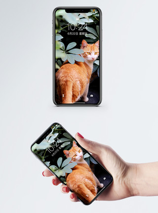橘猫在走路叶子中的猫手机壁纸模板
