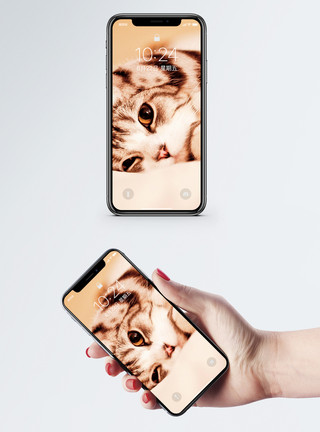 猫看前面手抓头的猫手机壁纸模板