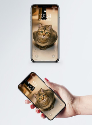 看镜头的小猫猫看镜头手机壁纸模板