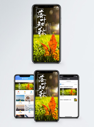 立秋手机海报落叶知秋时尚手机海报配图模板