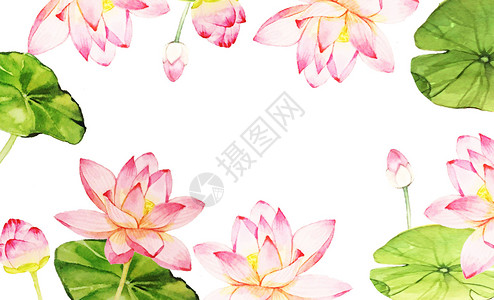 荷花框水彩花卉背景插画