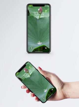 荷叶植物绿色含苞待放手机壁纸模板