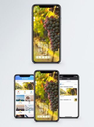 成熟的水果秋收手机海报配图模板