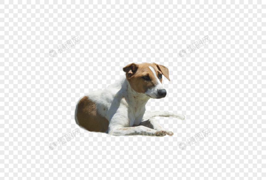 狗年的狗照片图片