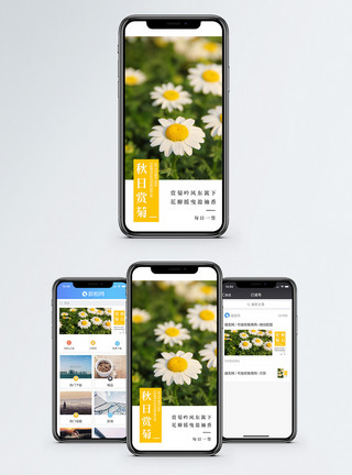 秋天游玩秋日菊花手机海报配图模板