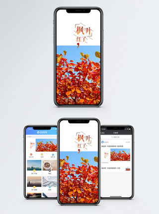 蓝天红叶枫叶红了手机海报配图模板