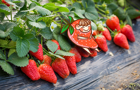 红色果肉等待采摘的草莓插画