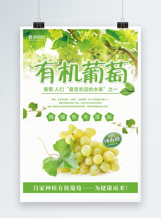 葡萄品种有机葡萄海报模板