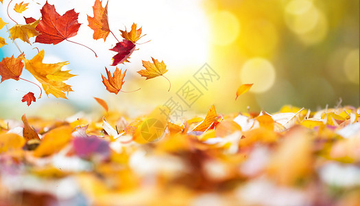 秋季枫叶背景背景图片