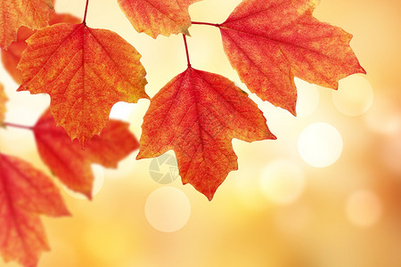 光斑树叶秋季枫叶设计图片