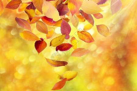 阳光下的梧桐叶秋季背景设计图片