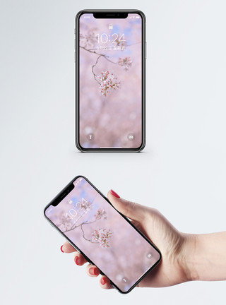 粉色百合花花枝樱花手机壁纸模板