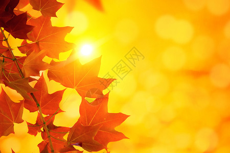 阳光下的梧桐叶红色枫叶设计图片