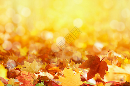 唯美枫叶秋季背景设计图片