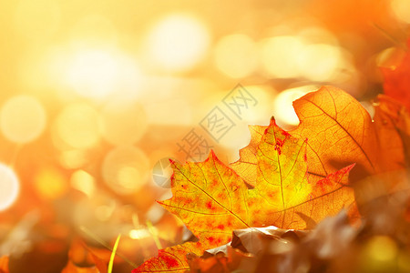 阳光下的梧桐叶秋季枫叶设计图片