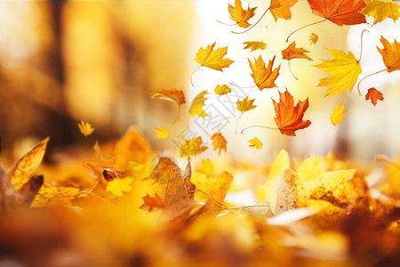 光斑树叶秋天的落叶设计图片