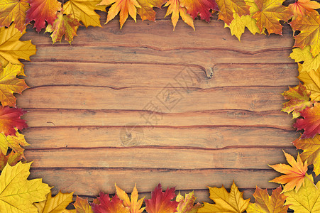 落叶木板枫叶木板背景设计图片