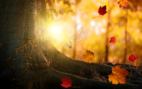 阳光洒在枫叶上秋季落叶设计图片