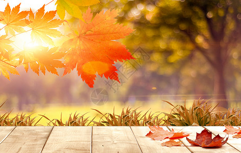 秋天背景秋天树叶高清图片素材