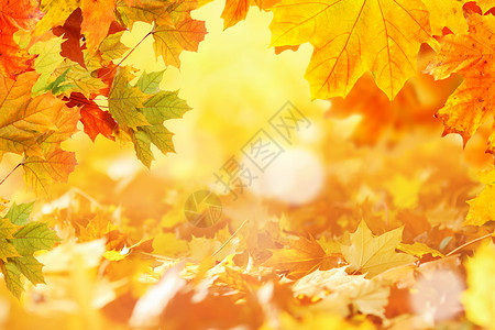 秋季枫叶背景梦幻高清图片素材