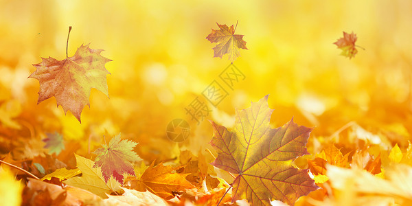 北海道红叶秋天落叶背景设计图片