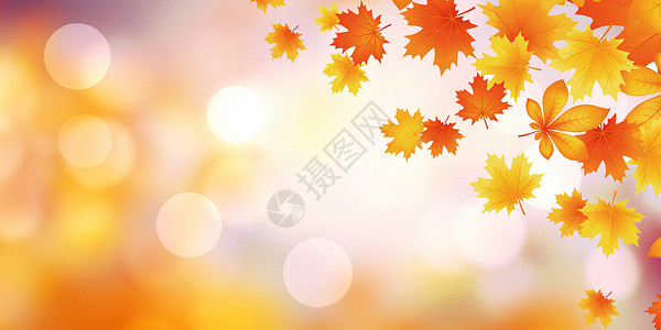 秋季赏菊秋天枫叶设计图片
