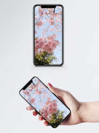 樱花壁纸樱花手机壁纸模板