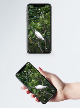 珍稀鸟类白鹭手机壁纸模板