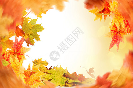 树叶上的洞秋天树叶设计图片