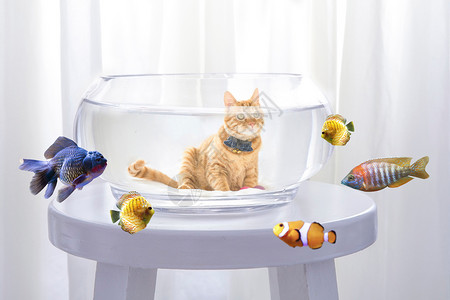 鱼塘里的鱼搞怪猫咪设计图片
