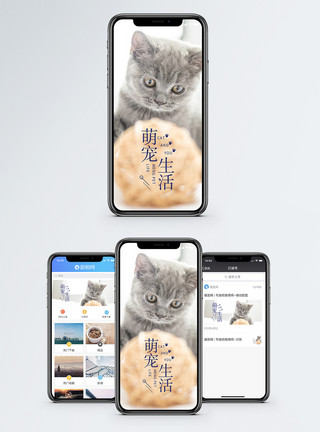 玩毛线球猫萌宠生活手机海报配图模板