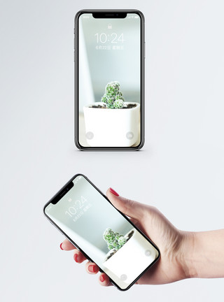 阳光盆栽仙人掌球手机壁纸模板