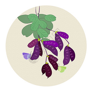 紫色豌豆花中国风花卉插画