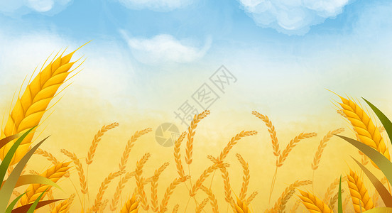 金黄麦子丰收背景设计图片