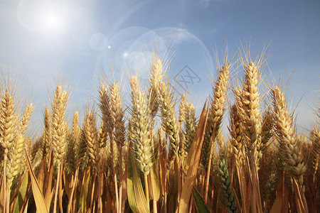 农作物收割秋收稻谷设计图片
