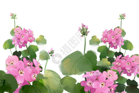 天竺葵背景图片