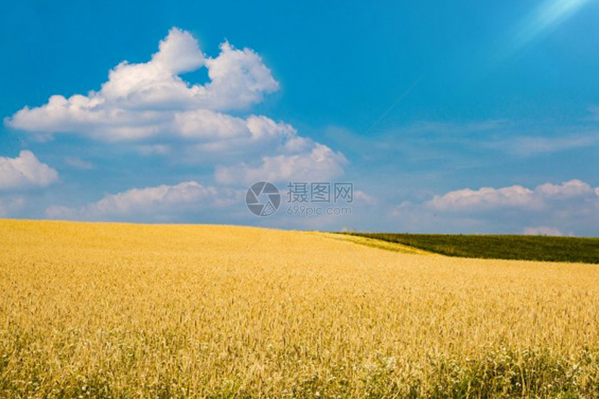 秋收稻谷背景图片