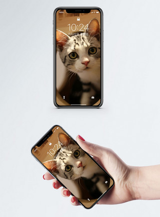 可爱萌宠猫咪小猫手机壁纸模板