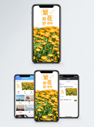 菊花花海繁花似锦手机海报配图模板