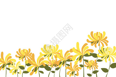 菊花背景背景图片