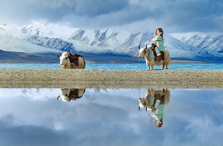 西藏的山放牛的女孩插画