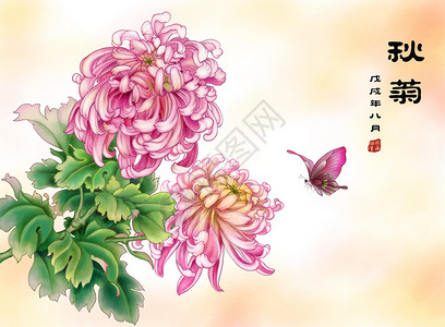 重阳节工笔秋菊插画